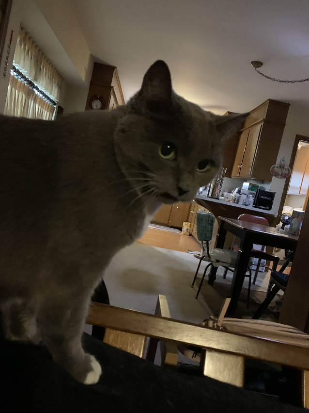 [image of a shorthair cat looking at the camera and standing on the back of a couch. the picture was taken looking into a kitchen/dining room, and the cat looks like she's scowling due to one half of her mouth being pushed up. the cat's body is facing towards the kitchen area, but her head is turned to look at the viewer.]